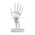 بالحجم الطبيعي اليد الهيكل العظمي المشترك نموذج